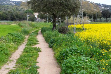 Bahar ve tarla sarı kolza tohumu çiçekleriyle dolu.