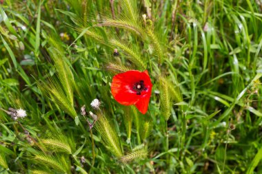 Yeşil otla çevrili kırmızı haşhaş çiçeği