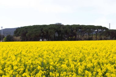 Bahar ve tarla sarı kolza tohumu çiçekleriyle dolu.