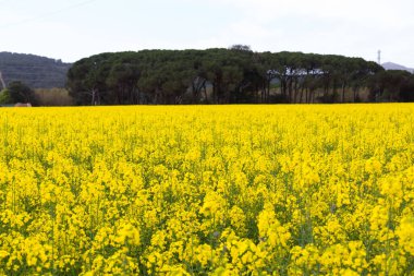Bahar ve tarla sarı kolza tohumu çiçekleriyle dolu.