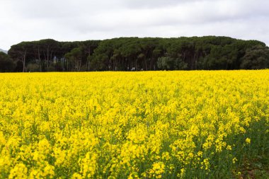 Bahar ve tarla sarı kolza tohumu çiçekleriyle dolu.
