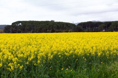 Bahar ve tarla sarı kolza tohumu çiçekleriyle dolu.
