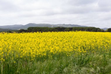 Bahar ve tarla sarı kolza tohumu çiçekleriyle dolu.