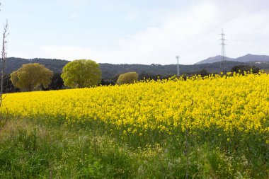 Bahar ve tarla sarı kolza tohumu çiçekleriyle dolu.