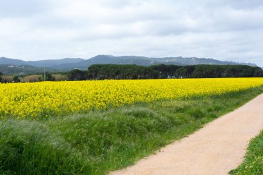 Kuzey Katalonya, İspanya 'da ilkbaharda güzel sarı kolza tohumu tarlası.