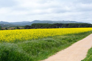 Bahar ve tarla sarı kolza tohumu çiçekleriyle dolu.
