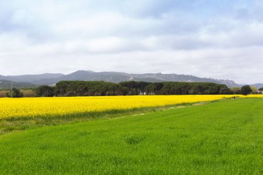 Bahar ve tarla sarı kolza tohumu çiçekleriyle dolu.