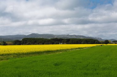 Baharın başlarında sarı çiçek tarlaları