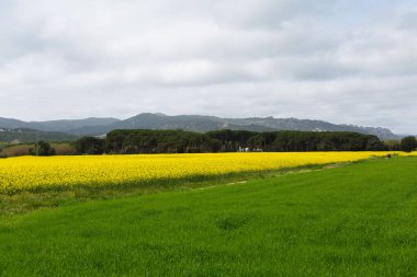 Kuzey Katalonya, İspanya 'da ilkbaharda güzel sarı kolza tohumu tarlası.