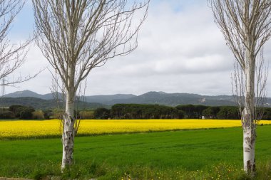 Bahar ve tarla sarı kolza tohumu çiçekleriyle dolu.