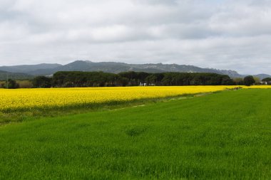 Bahar ve tarla sarı kolza tohumu çiçekleriyle dolu.