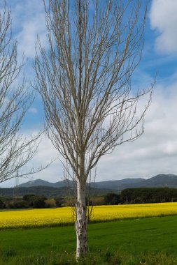 Kuzey Katalonya, İspanya 'da ilkbaharda güzel sarı kolza tohumu tarlası.
