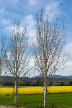 Kuzey Katalonya, İspanya 'da ilkbaharda güzel sarı kolza tohumu tarlası.