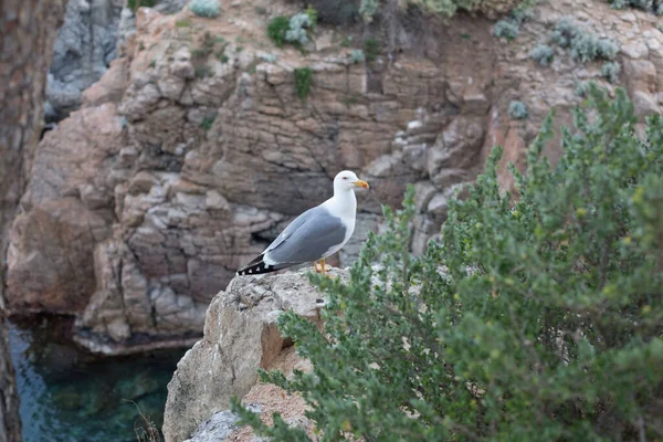 Yetişkin martı Akdeniz 'de bir uçurumun kenarında dinleniyor..