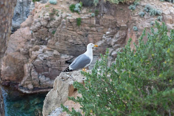 Yetişkin martı Akdeniz 'de bir uçurumun kenarında dinleniyor..