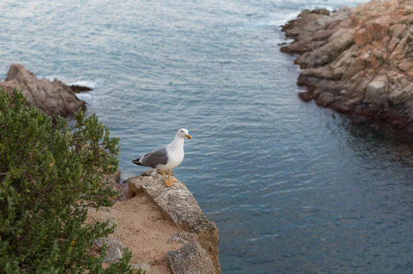 Yetişkin martı Akdeniz 'de bir uçurumun kenarında dinleniyor..