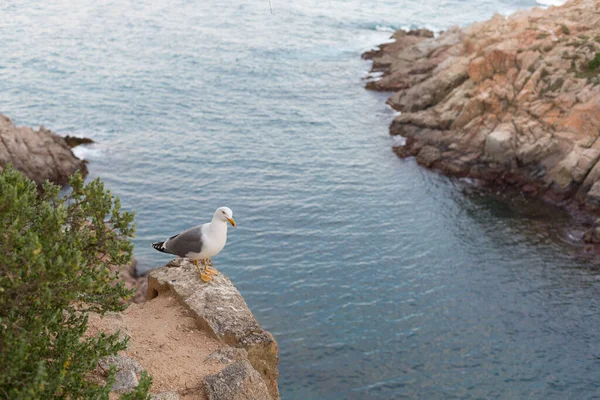 Yetişkin martı Akdeniz 'de bir uçurumun kenarında dinleniyor..