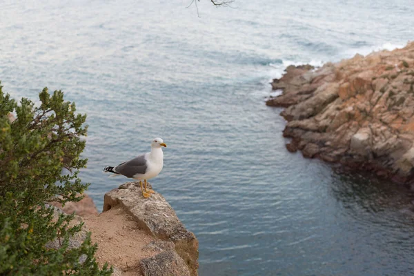 Yetişkin martı Akdeniz 'de bir uçurumun kenarında dinleniyor..