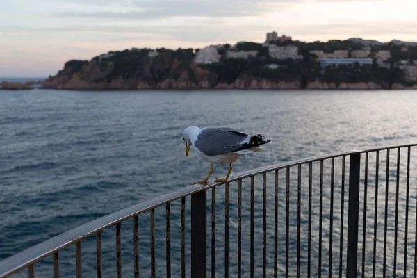 Yetişkin martı Akdeniz 'de bir uçurumun kenarında dinleniyor..