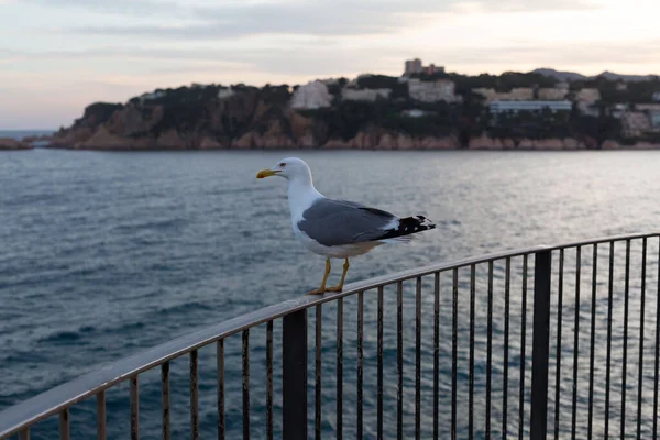Yetişkin martı Akdeniz 'de bir uçurumun kenarında dinleniyor..