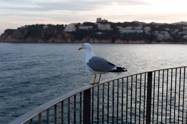 Yetişkin martı Akdeniz 'de bir uçurumun kenarında dinleniyor..