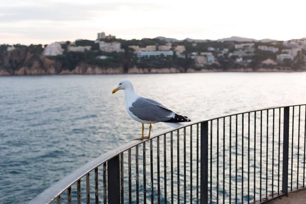 Yetişkin martı Akdeniz 'de bir uçurumun kenarında dinleniyor..