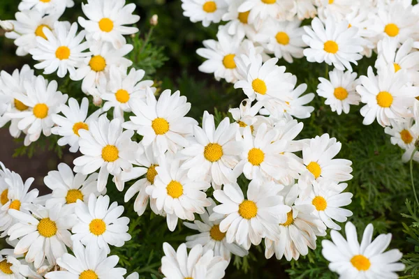 Primavera Florescendo Flores Folhas Cores Diferentes — Fotografia de Stock