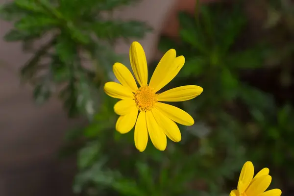 Flores Pequenas Bonitas Início Primavera — Fotografia de Stock