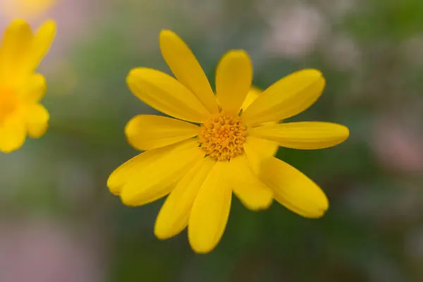Flores Margarida Amarelas Jardim Privado — Fotografia de Stock