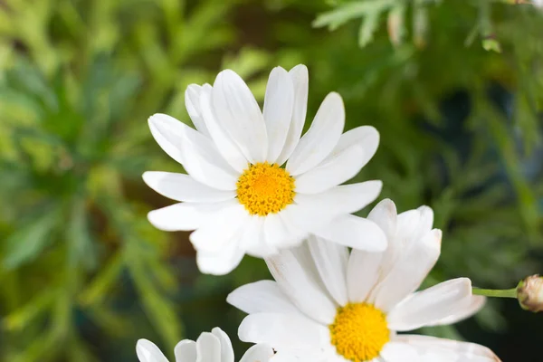 Beautiful Daisies Bloom Spring Sun Warms Day — стоковое фото