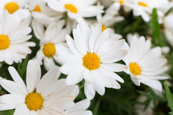 Beautiful Daisies Bloom Spring Sun Warms Day — 스톡 사진