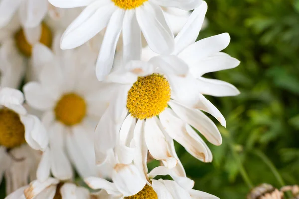 Beautiful Daisies Bloom Spring Sun Warms Day — 图库照片