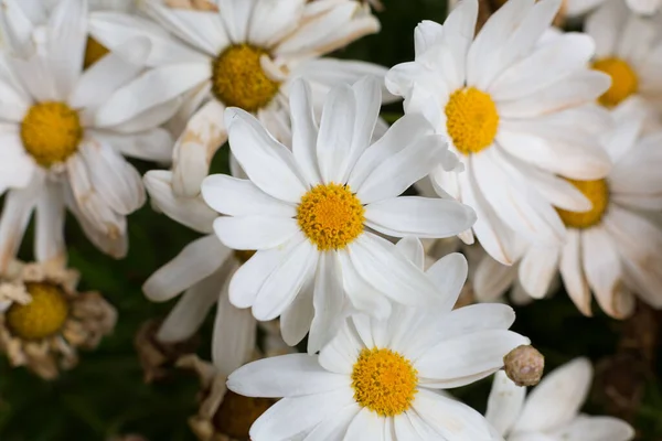 Beautiful Daisies Bloom Spring Sun Warms Day — Fotografia de Stock
