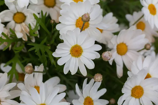 Beautiful Daisies Bloom Spring Sun Warms Day — 스톡 사진