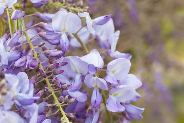 Baharın başında küçük ve güzel çiçekler