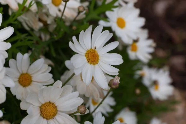 Spring Blooming Flowers Leaves Different Colors — Zdjęcie stockowe