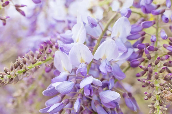 Baharın başında küçük ve güzel çiçekler