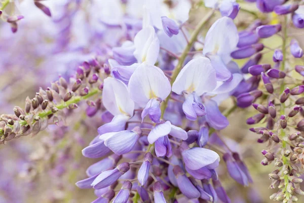 Bahar çiçek açıyor, çiçekler ve yapraklar farklı renklerde.. 