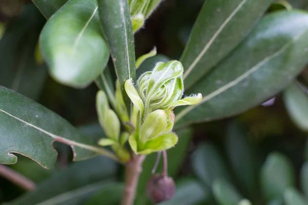 Hojas Verdes Primavera Con Primer Calor Del Año — Foto de Stock