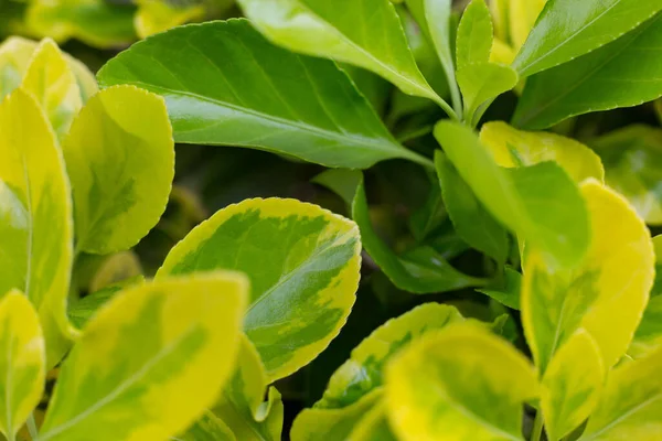 Yılın ilk sıcağıyla baharda yeşil yapraklar.