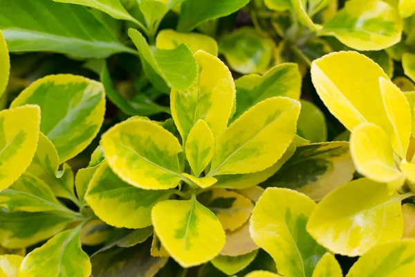 Klorofil yaprakları gün ışığında yeşile boyanır.