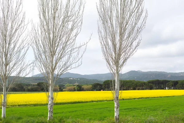 Bahar ve tarla sarı kolza tohumu çiçekleriyle dolu.