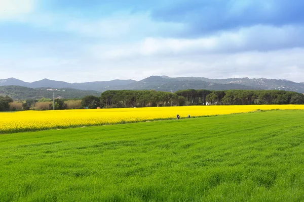 Spring Field Full Yellow Rapeseed Blossoms — Fotografia de Stock