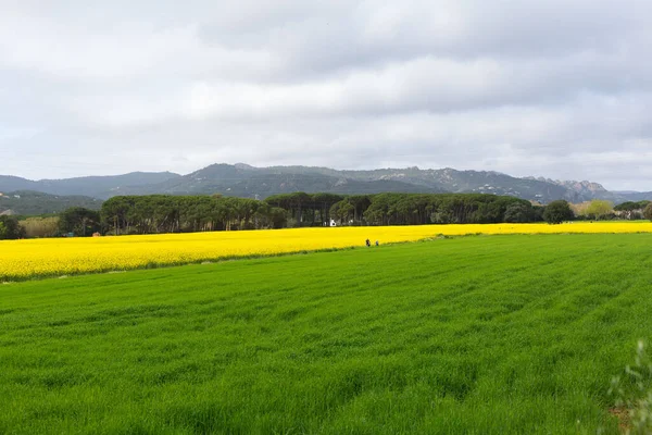 Baharın başlarında sarı çiçek tarlaları