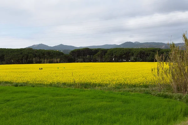 Bahar ve tarla sarı kolza tohumu çiçekleriyle dolu.