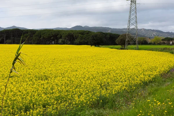 Bahar ve tarla sarı kolza tohumu çiçekleriyle dolu.