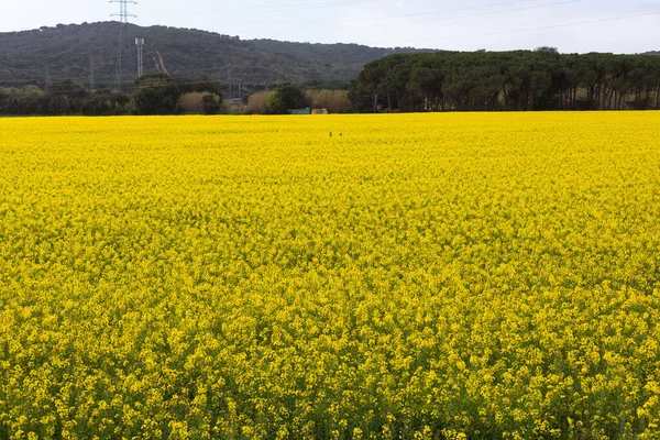 Baharın başlarında sarı çiçek tarlaları