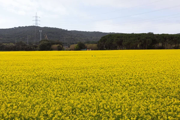 Beautiful Yellow Rapeseed Field Spring Northern Catalonia Spain — Fotografia de Stock