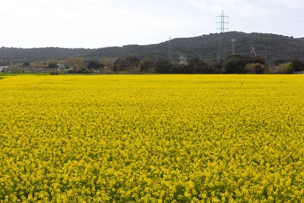 Bahar ve tarla sarı kolza tohumu çiçekleriyle dolu.