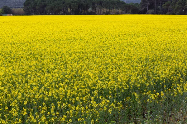 Bahar ve tarla sarı kolza tohumu çiçekleriyle dolu.
